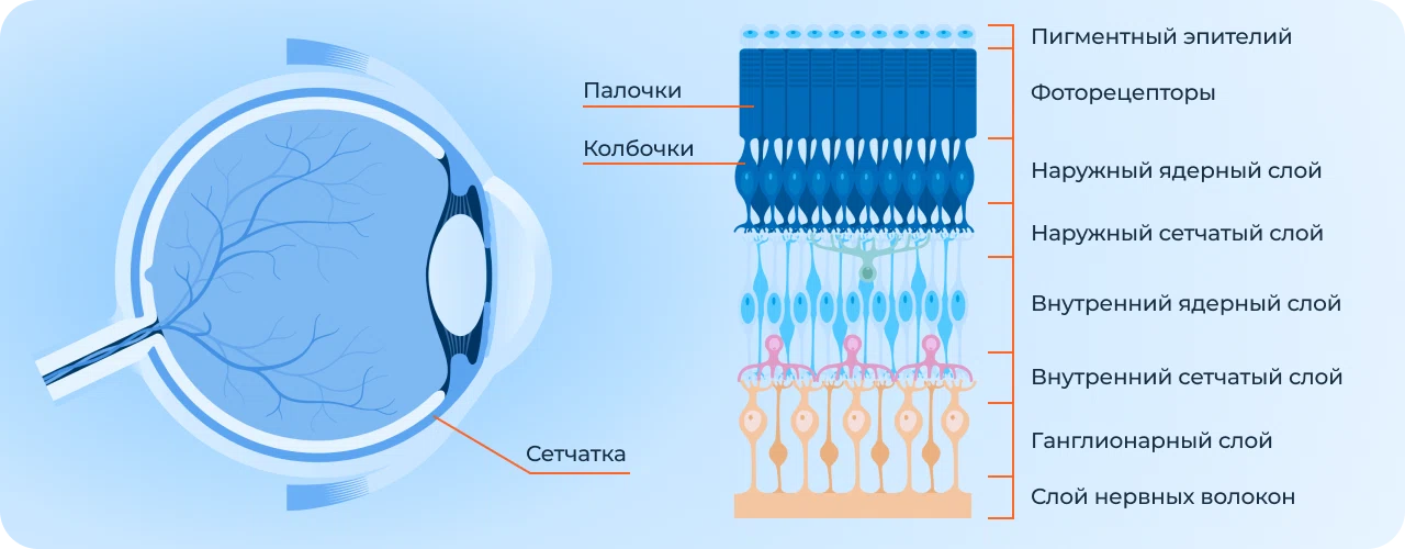 Строение сетчатки