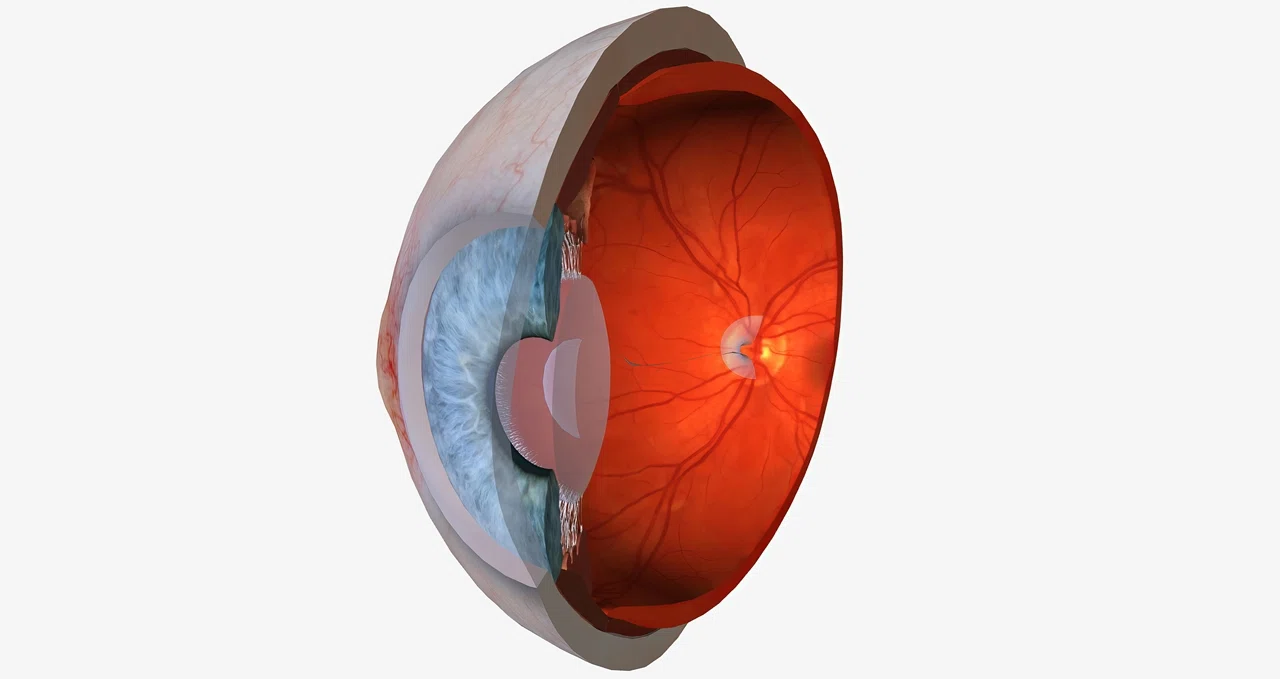 Строение сетчатки