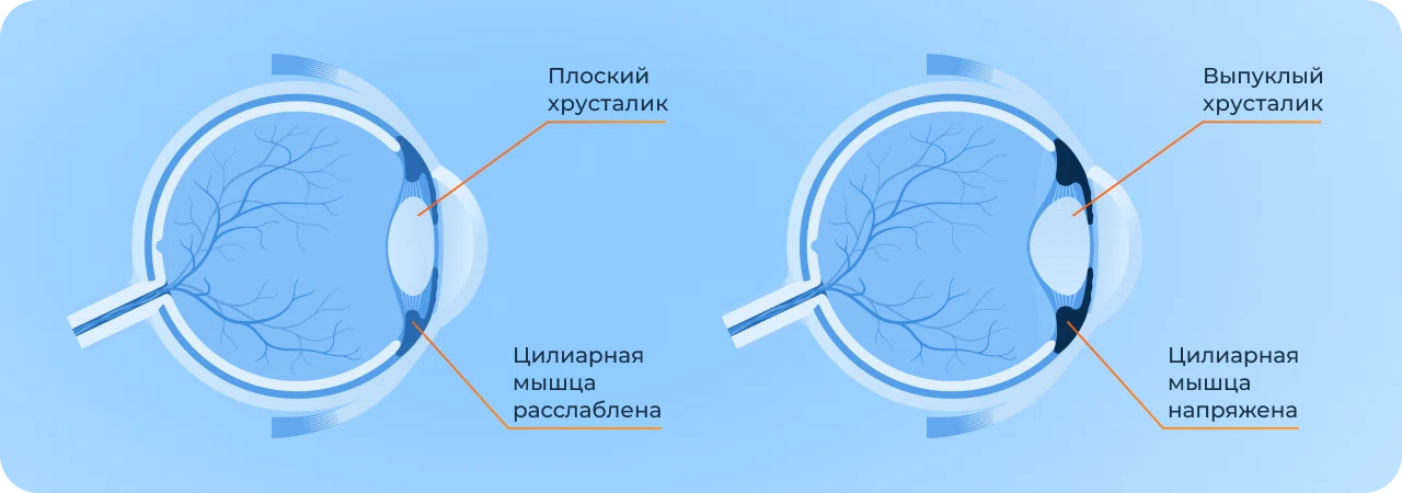 Строение аккомодационного аппарата