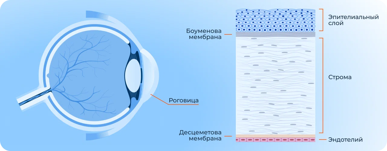 Строение роговицы