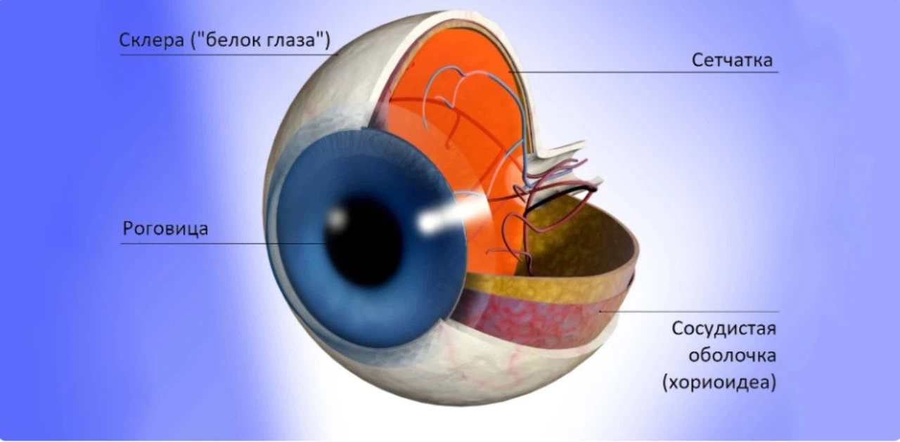 Строение склеры